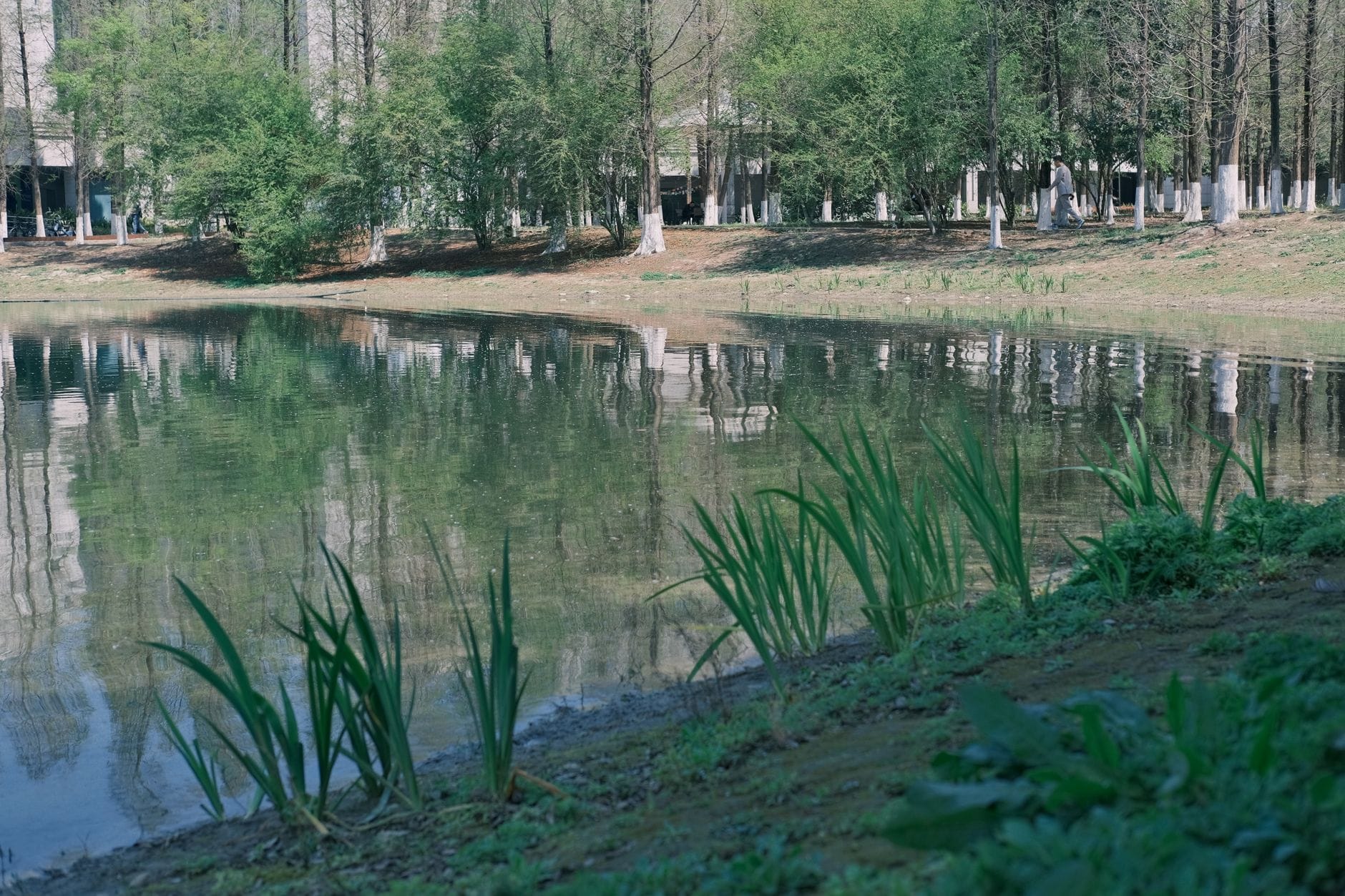 Spokojny park nad jeziorem z zielenią i odbiciem drzew w wodzie