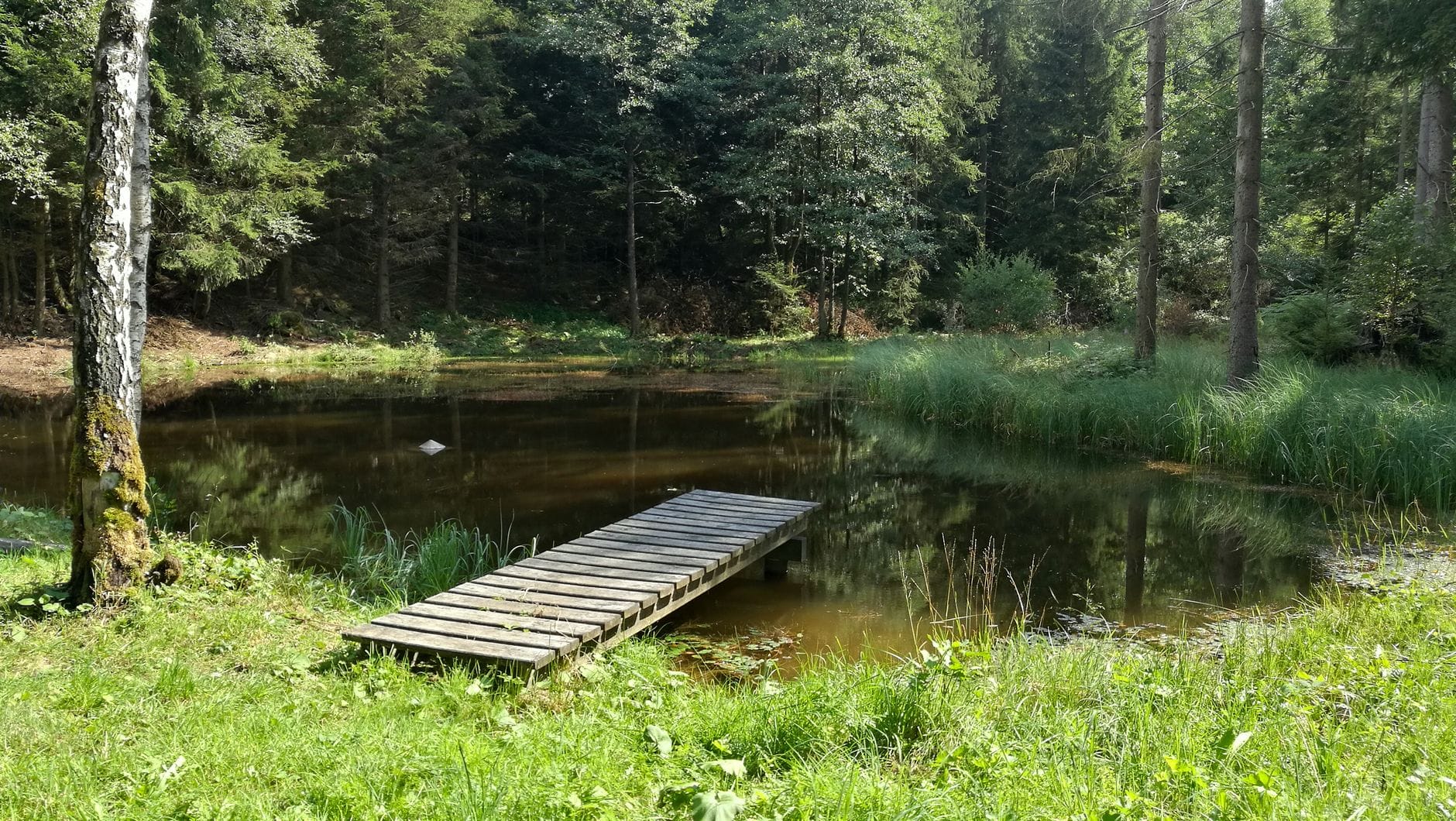 Drewniany mostek nad spokojnym stawem w lesie