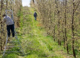 Dwóch pracowników pielęgnujących sad jabłoniowy wiosną